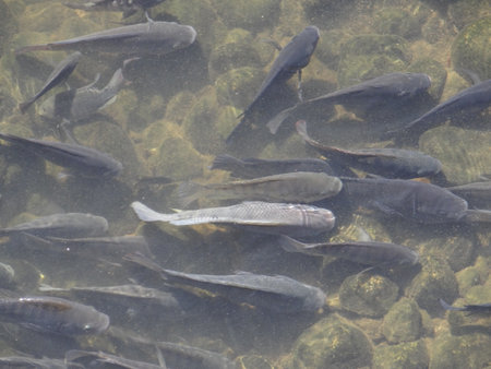 Tilapia has high economic interest Fish in the pond, close-up of photo, north chinaの写真素材