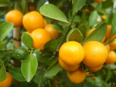 Kumquat is a fruit that is abundant in winter and has the effect of relieving cough and reducing phlegmの写真素材