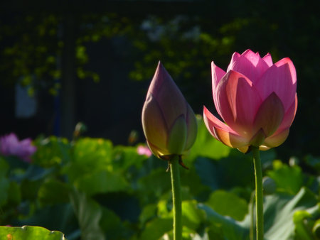 lotus flower in the pond with green leafs and sun lightの写真素材