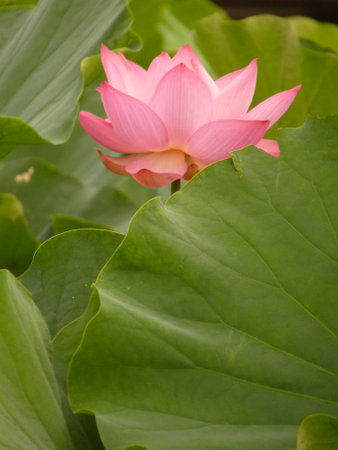 Lotus flower and Lotus flower plants in the pond. Nature backgroundの写真素材