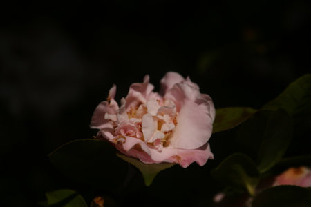Camellia japonica, also known as Japanese camelliaの写真素材