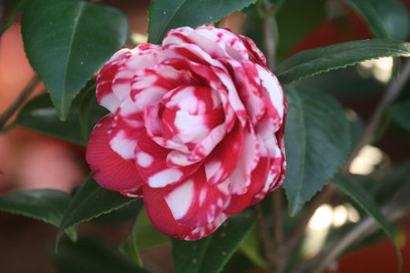 Camellia flower with white and red petals in the gardenの写真素材