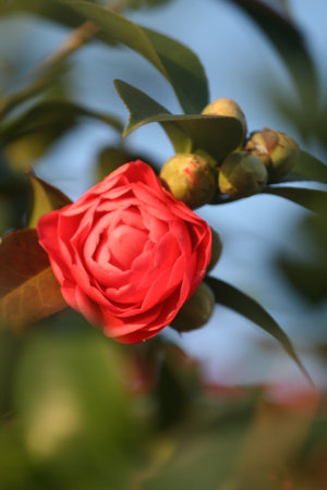 Camellia flower in the garden, closeup of photoの写真素材