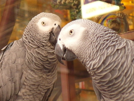 Two grey parrots in a pet shop in Paris, France.の写真素材