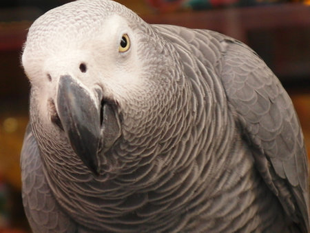 African Grey Parrot - Psittacus erithacus close upの写真素材