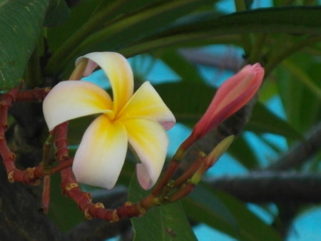 Frangipani or Plumeria flower blooming in the gardenの写真素材