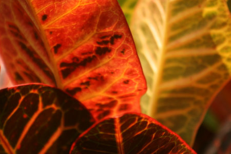 Close up of red and yellow leaves in sunlight. Natural background.