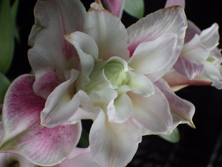 White and pink lily flowers in a pot on a black backgroundの写真素材