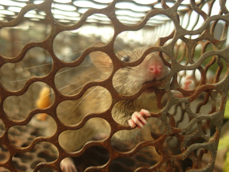 rat in a cage, close up of a rat in a cageの写真素材