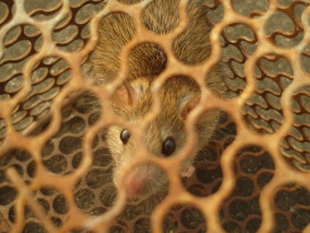 Cute brown rat in a cage. Selective focus. Toned.の写真素材
