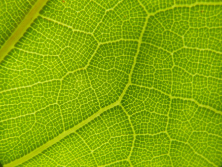 Green leaf macro close up. Natural background and texture for design.