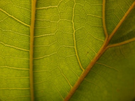 Close up of a green leaf with veins and patterns, macro photography