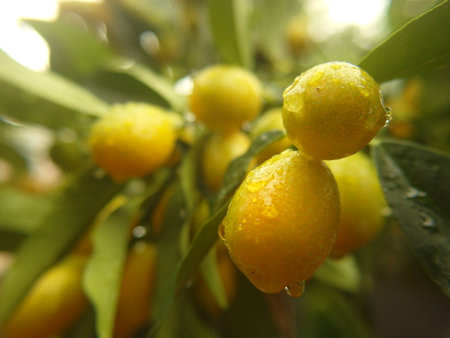 Oval Kumquat, Kumquat or Citrus aurantiacum on tree
