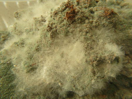 Mold is decomposing coffee grounds. Mold needs three conditions to grow: nutrition, warmth and...