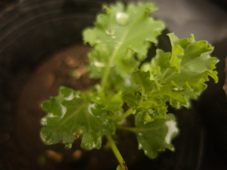 Kaleï¼Green sprout in a pot with water droplets. Green sprout.の写真素材