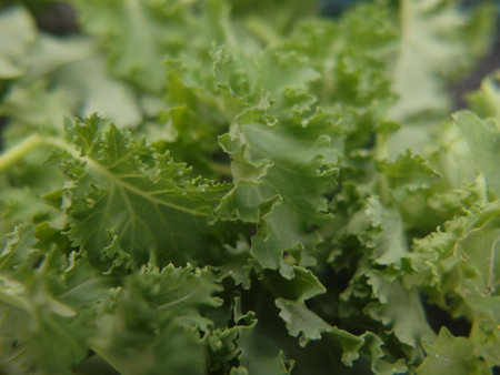 Kale is high in antioxidants, Close up of fresh green lettuce leaves in a vegetable garden. Selective focus.の写真素材