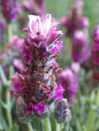 Lavender flowers in the garden - selective focus, copy spaceの写真素材