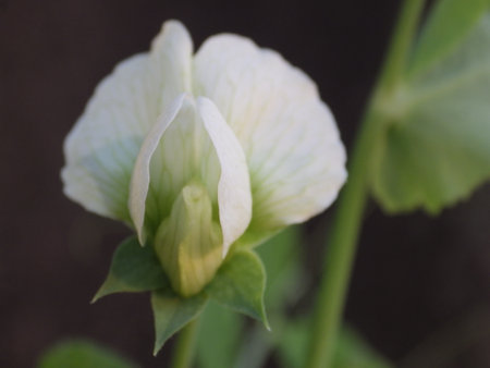 White pea flower blooming in the garden in the morning.の写真素材