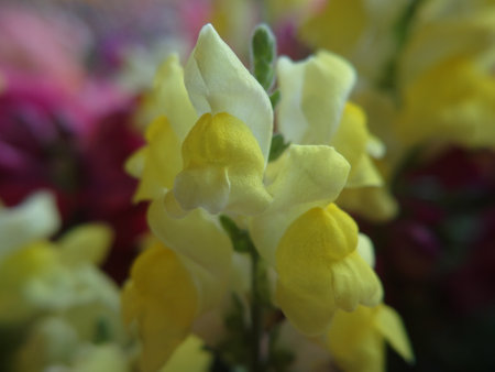 Colorful snapdragons in a bouquet on a blurred backgroundの写真素材