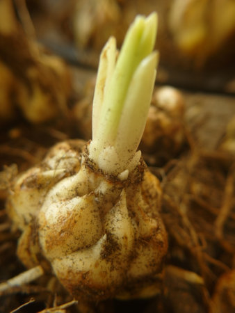 Lily, both are perennial herbaceous bulb plants