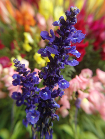 Purple salvia flowers in a bouquet, close-upの写真素材