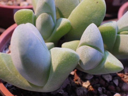 Succulent plants in a pot. Close-up, selective focus.