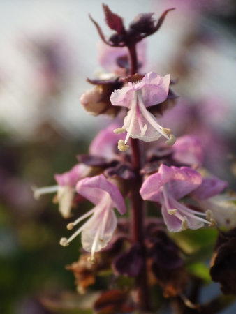 basil,Purple basil flower in the garden. Selective focus and shallow depth of field.の写真素材