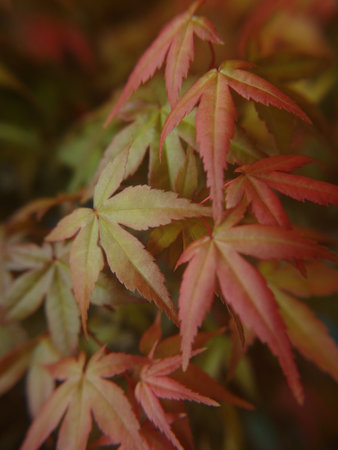 Japanese maple leaves in autumn season. Selective focus with shallow depth of field.の写真素材