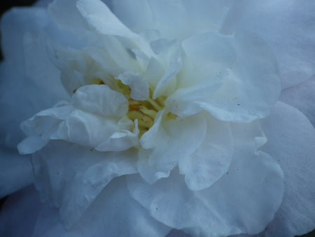 White camellia flower in the garden, closeup of photoの写真素材