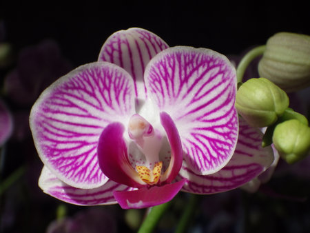 phalaenopsis,Beautiful purple and white orchids on a black background.の写真素材