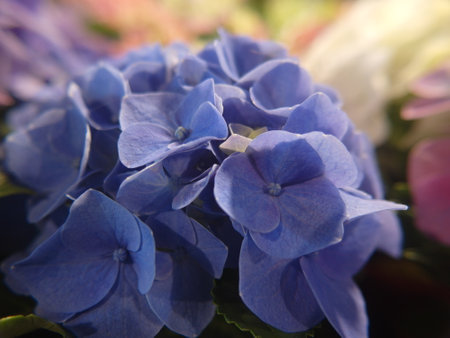 Blue hydrangea flowers in a bouquet close-upの写真素材