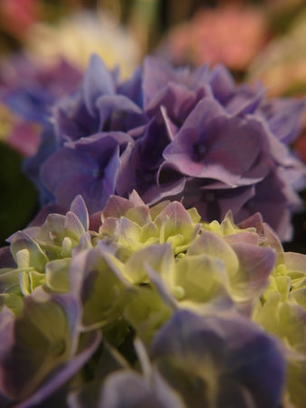 Colorful hydrangea flowers in a flower shop, close-upの写真素材