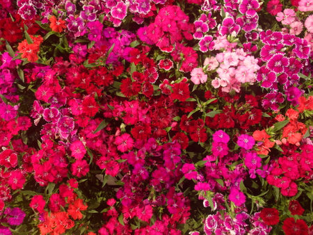 Beautiful flowers in the garden. Colorful summer flowers background.の写真素材