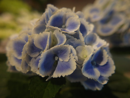 Blue hydrangea flower, macro shot, selective focus.
