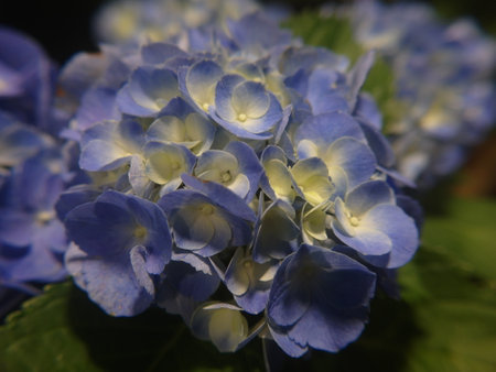 Hydrangea macrophylla, close-up of blue flowers
