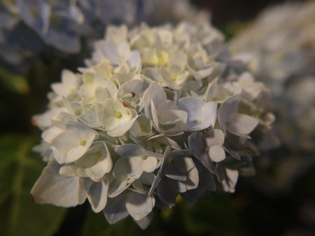 Hydrangea macrophylla, close-up of white flowersの写真素材