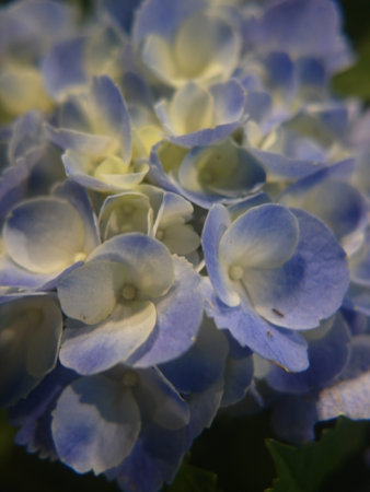 Blue Hydrangea macrophylla flowers close up. Natural background