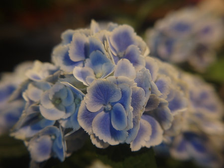 Blue hydrangea flowers, close-up of beautiful flowersの写真素材
