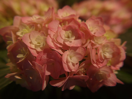 Pink hydrangea flowers close-up on a dark backgroundの写真素材