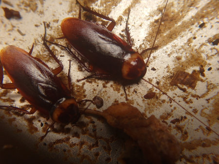 Cockroaches eat food in the kitchen of a house.