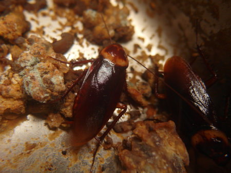 Cockroaches are omnivorous insects that will forage for food in human homesの写真素材