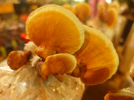 Lingzhi Mushroom, Ganoderma Lucidum.の写真素材