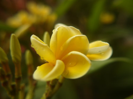 Yellow frangipani flowers with water droplets on petalsの写真素材