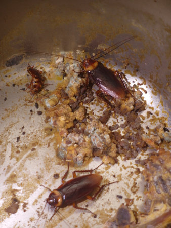 Cockroaches have strong reproductive capacity and live and feed in human homes.