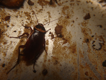 Cockroaches have strong reproductive capacity and live and feed in human homes.の写真素材