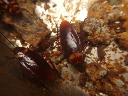 Cockroaches have strong reproductive capacity and live and feed in human homes.