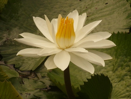 White water lily in a pond with green leaves in the backgroundの写真素材