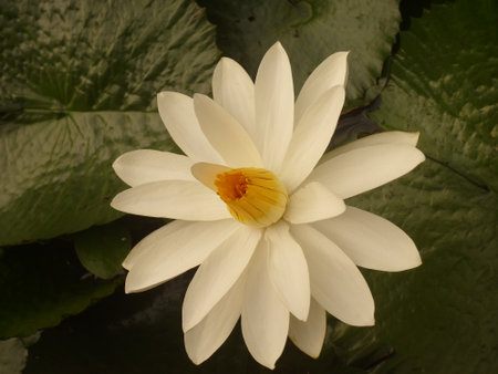 White water lily in a pond with green leaves in the backgroundの写真素材