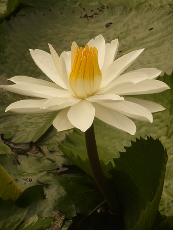 White water lily in a pond with green leaves in the backgroundの写真素材