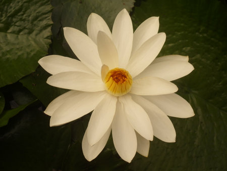 White water lily in a pond with green leaves in the backgroundの写真素材